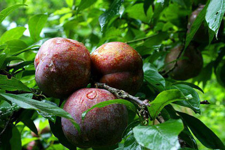 �������Y