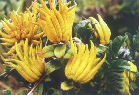 �������Y