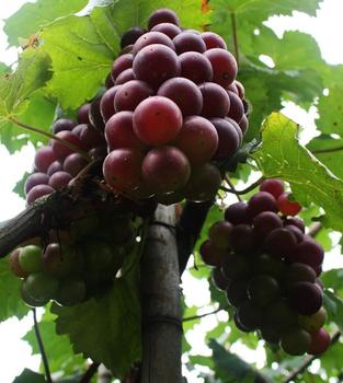 �������Y