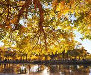 �������Y