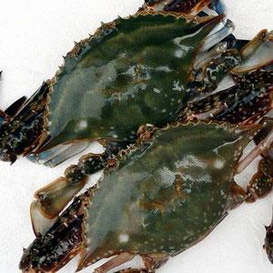 �������Y